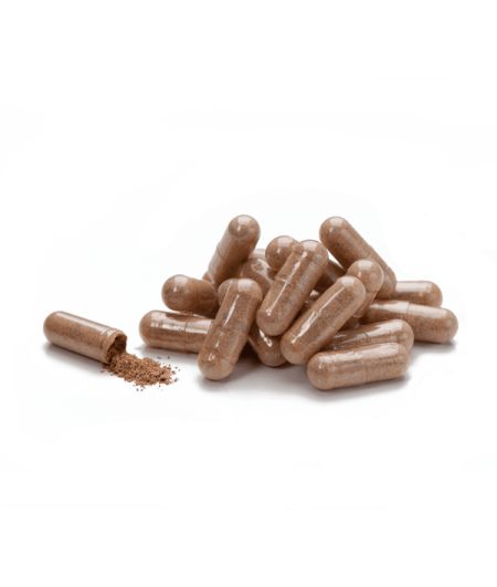 Cordyceps
