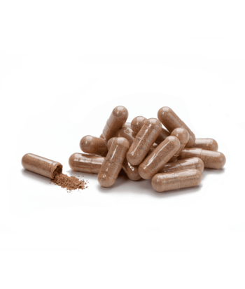 Cordyceps