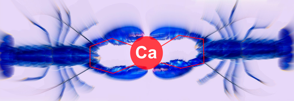 Calcium Magnesium Chelate NSP (Кальций Магний Хелат НСП) - кальций в хелатной форме для детей и взрослых, при беременности.