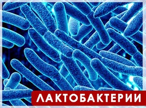 Bifidophillus Chewable NSP Бифидозаврики НСП Купить в Молдове Бады лактобактерии и бифидобактерии для новорожденных, для детей на официальном сайте NSP Moldova